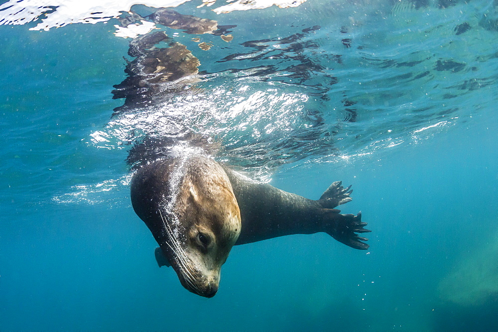 Adult California sea lion (Zalophus californianus) bull underwater at Los Islotes, Baja California Sur, Mexico, North America