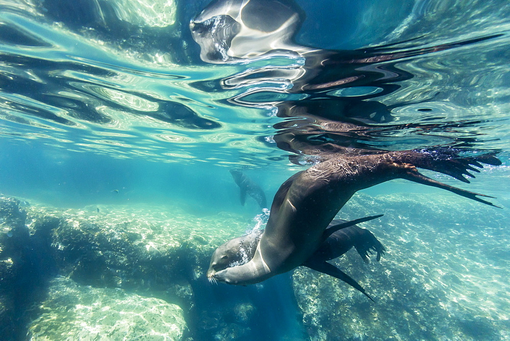 Adult California sea lions (Zalophus californianus) underwater at Los Islotes, Baja California Sur, Mexico, North America