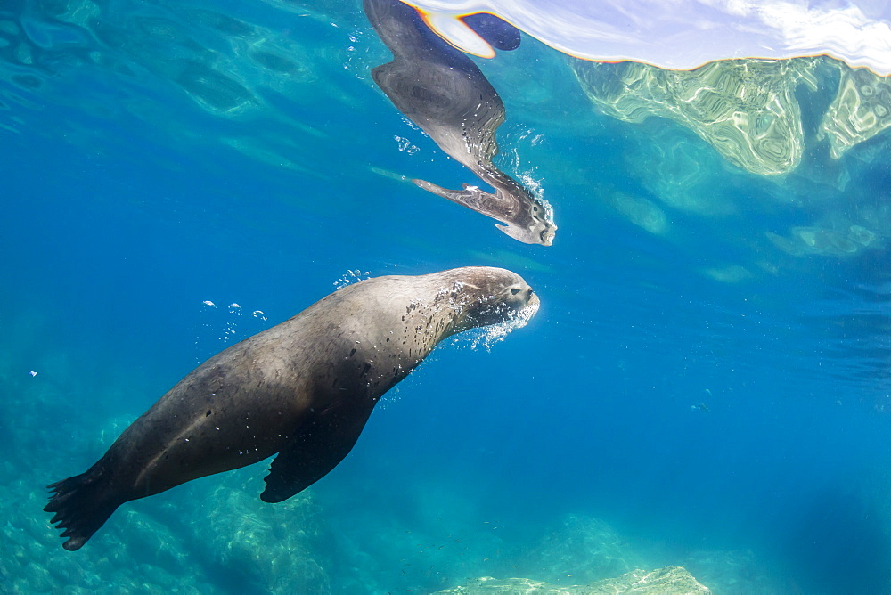 Adult California sea lion (Zalophus californianus) underwater at Los Islotes, Baja California Sur, Mexico, North America