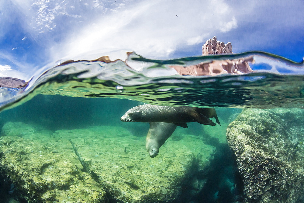 California sea lions (Zalophus californianus), half above and half below at Los Islotes, Baja California Sur, Mexico, North America