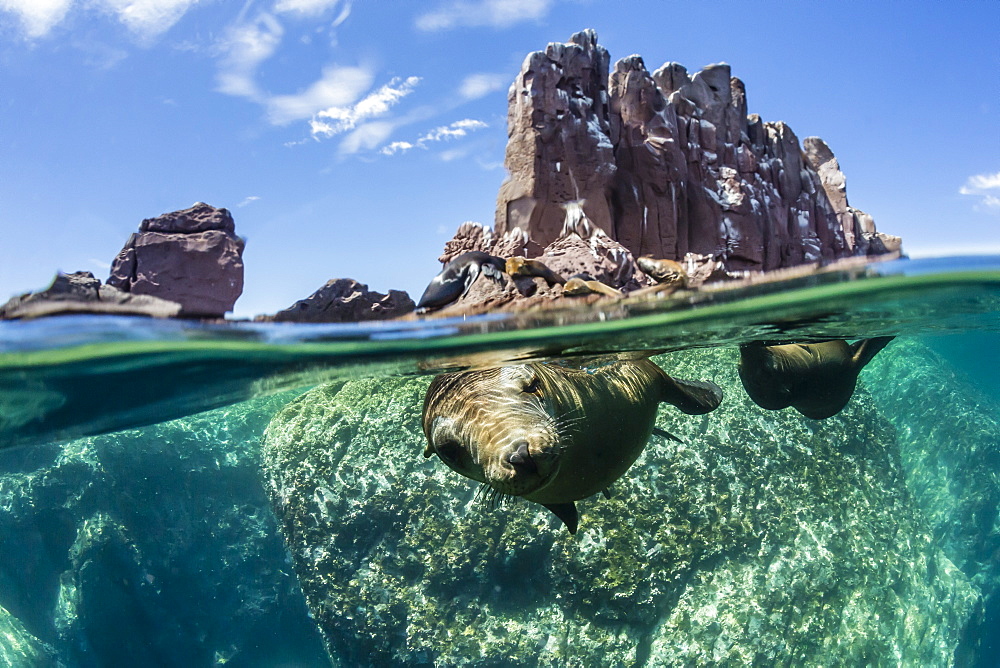 California sea lions (Zalophus californianus), half above and half below at Los Islotes, Baja California Sur, Mexico, North America