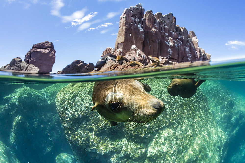 California sea lions (Zalophus californianus), half above and half below at Los Islotes, Baja California Sur, Mexico, North America