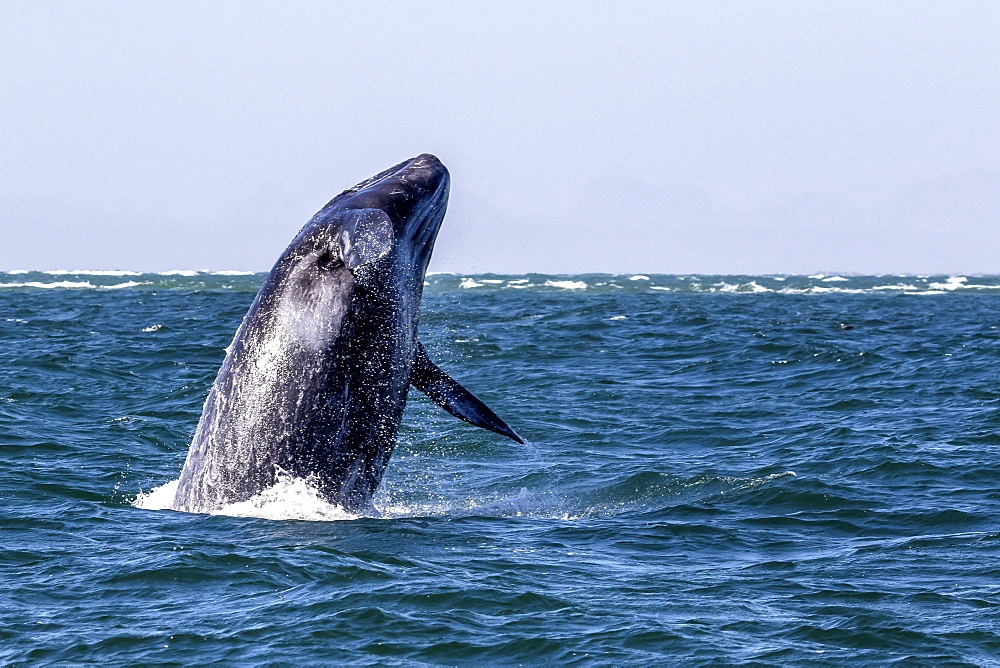 California gray whale calf (Eschrichtius robustus) breaching in San Ignacio Lagoon, Baja California Sur, Mexico, North America