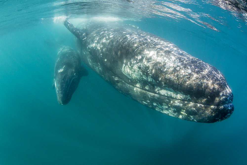 California gray whale (Eschrichtius robustus) mother and calf underwater in San Ignacio Lagoon, Baja California Sur, Mexico, North America