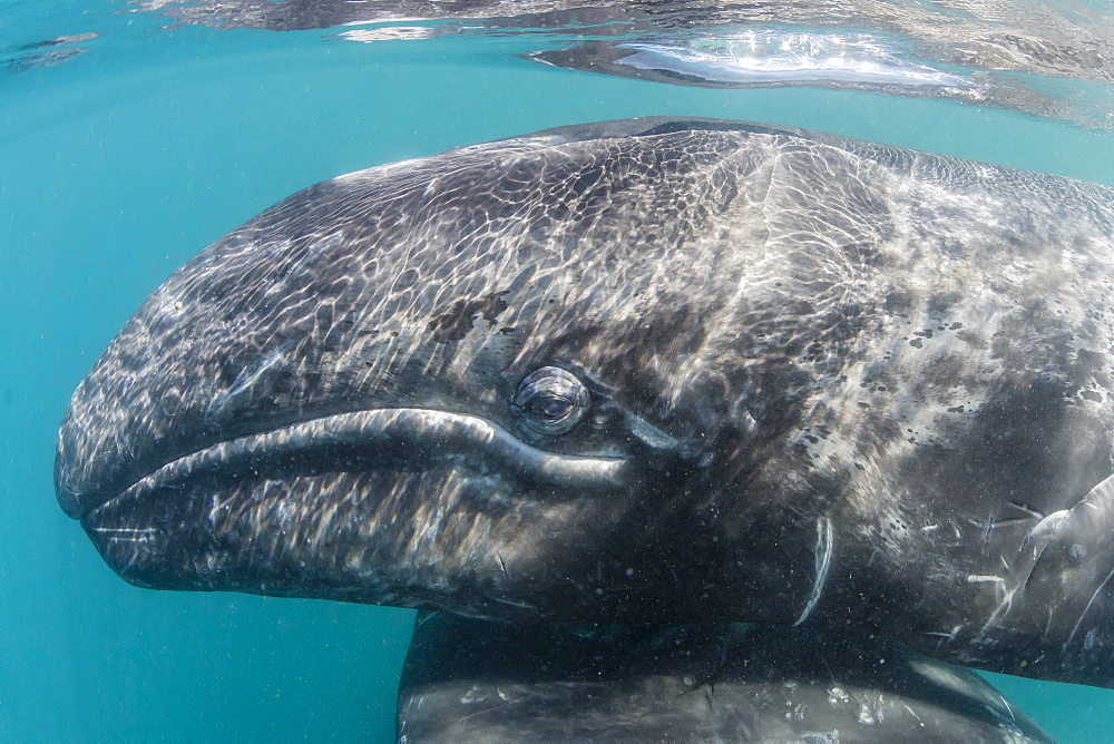 California gray whale (Eschrichtius robustus) mother and calf underwater in San Ignacio Lagoon, Baja California Sur, Mexico, North America