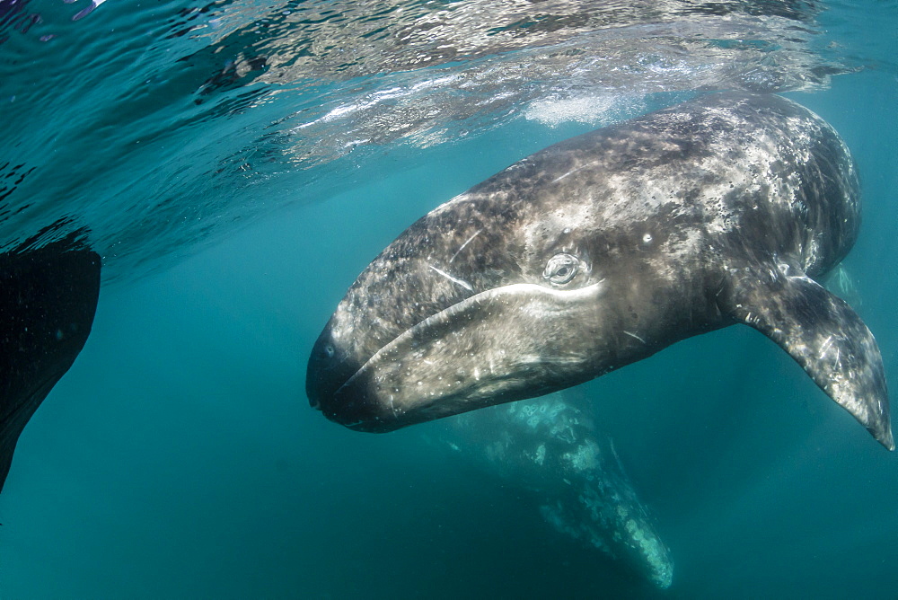 California gray whale (Eschrichtius robustus) mother and calf underwater in San Ignacio Lagoon, Baja California Sur, Mexico, North America