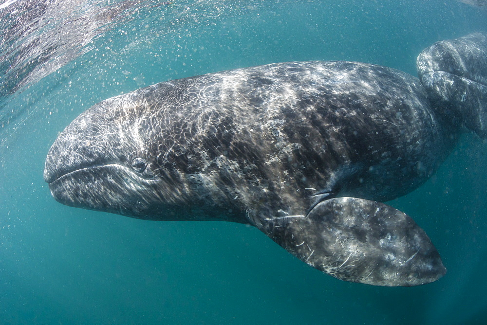 California gray whale (Eschrichtius robustus) mother and calf underwater in San Ignacio Lagoon, Baja California Sur, Mexico, North America