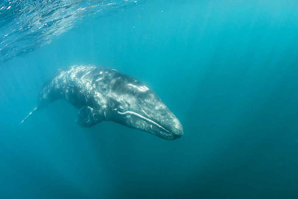 California gray whale (Eschrichtius robustus) calf underwater in San Ignacio Lagoon, Baja California Sur, Mexico, North America