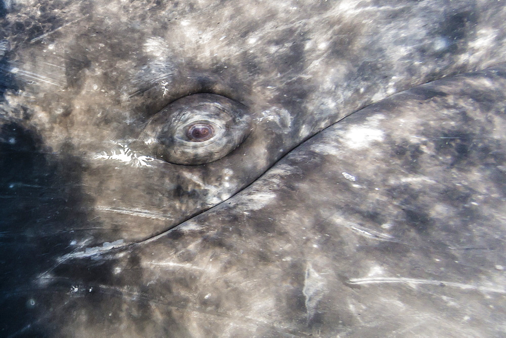 Close-up of eye of a California gray whale (Eschrichtius robustus)l underwater in San Ignacio Lagoon, Baja California Sur, Mexico, North America