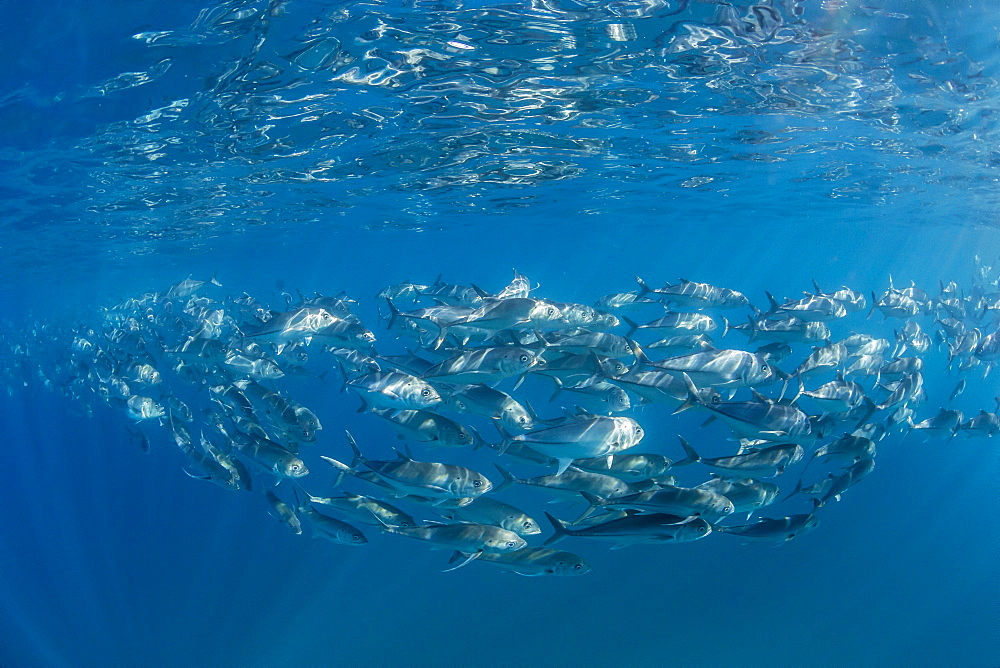 A large school of bigeye trevally (Caranx sexfasciatus) in deep water near Cabo Pulmo, Baja California Sur, Mexico, North America