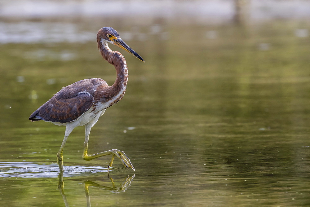 An adult tricolored heron (Egretta tricolor) stalking prey in a stream, San Jose del Cabo, Baja California Sur, Mexico, North America