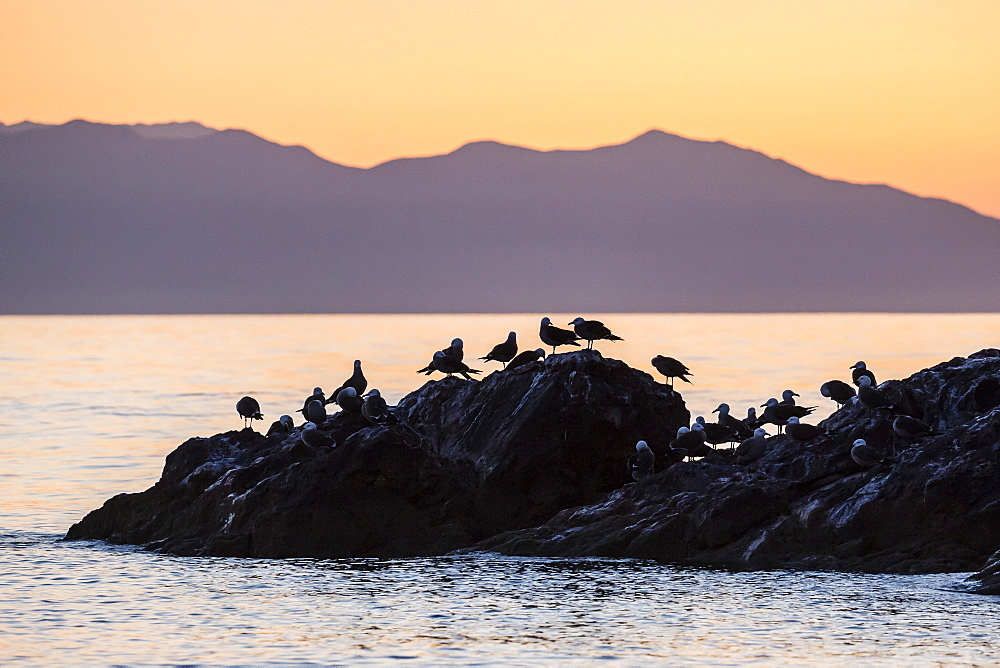 Heermann's gulls (Larus heermanni) at sunset on Isla Rasita, Baja California, Mexico, North America