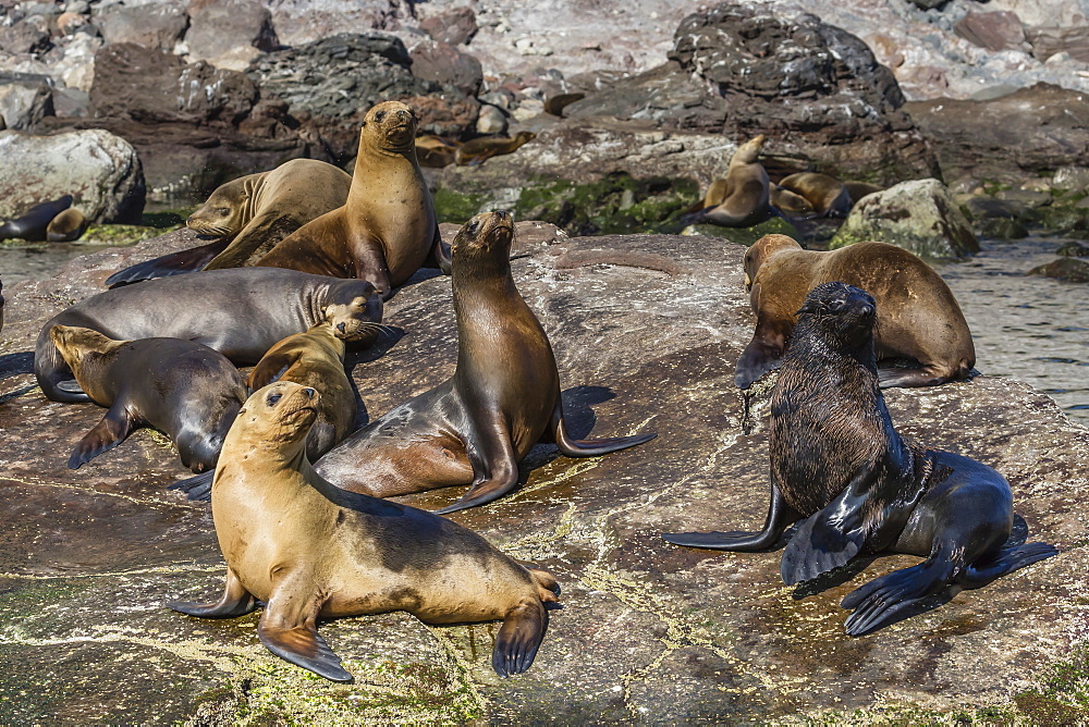 Adult male Guadalupe fur seal (Arctocephalus townsendi) amongst California sea lions, Isla San Pedro Martir, Baja California, Mexico, North America