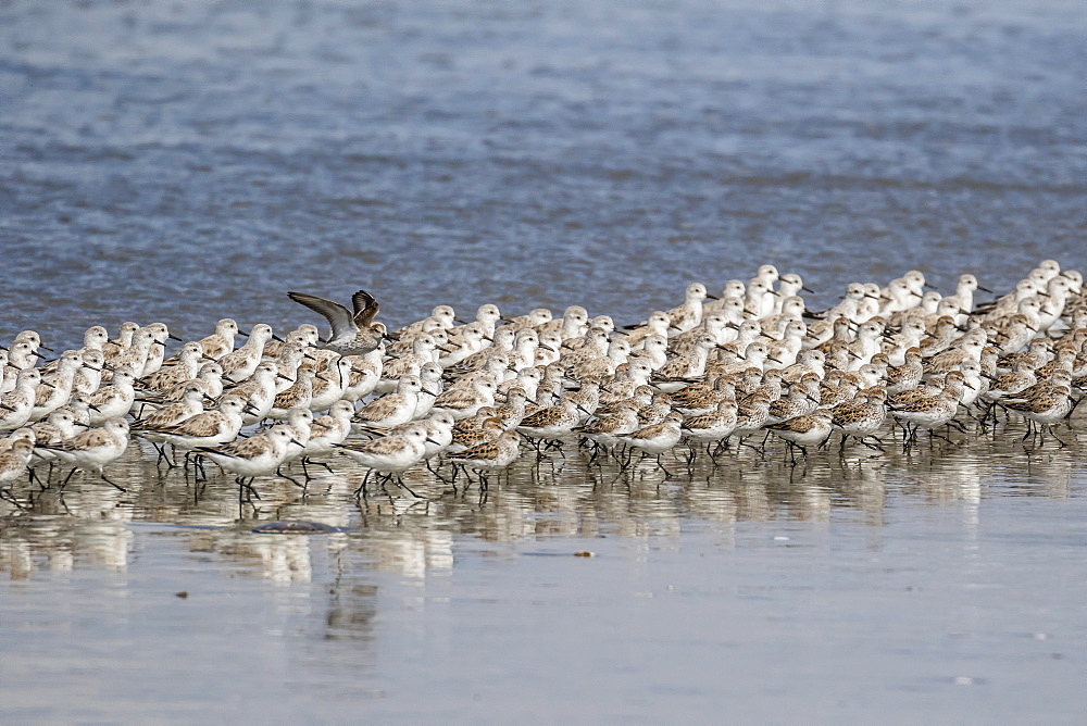 A flock of migrating sanderlings (Calidris alba), Sand Dollar Beach, Baja California Sur, Mexico, North America