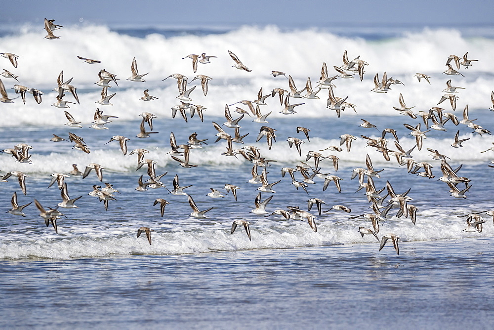 A flock of migrating sanderlings (Calidris alba) taking flight on Sand Dollar Beach, Baja California Sur, Mexico, North America