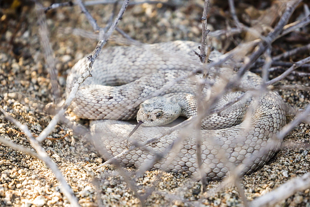 Ash colored morph of the endemic rattleless rattlesnake (Crotalus catalinensis), Isla Santa Catalina, Baja California Sur, Mexico, North America