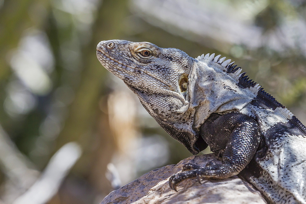 Head detail of an adult male spiny-tailed iguana (Ctenosaura conspicuosa), on Isla San Esteban, Baja California, Mexico, North America