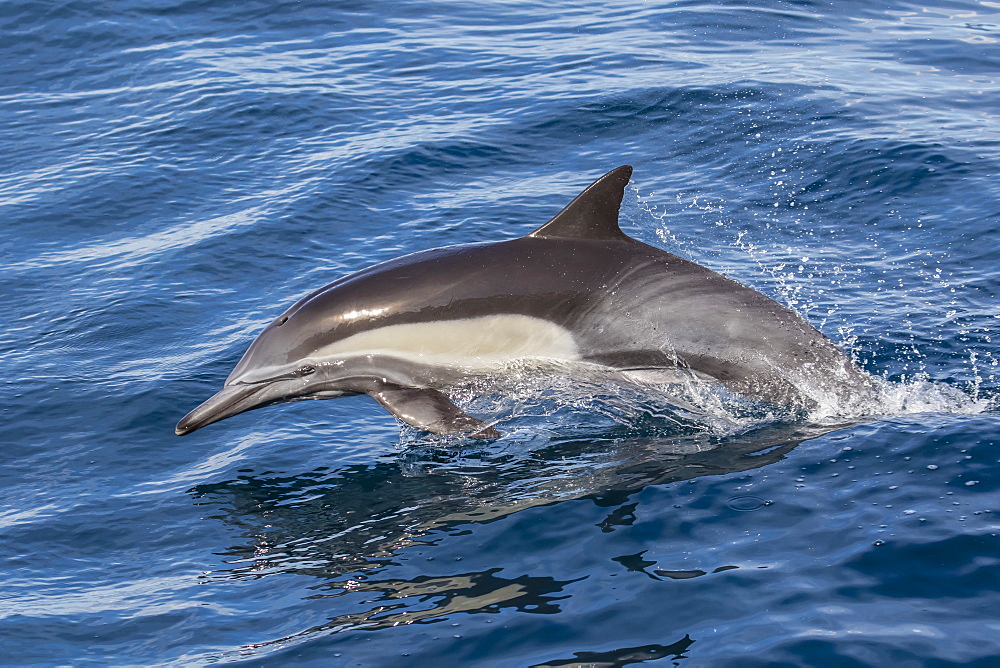 Adult long-beaked common dolphi (Delphinus capensis) leaping near Isla Carmen, Baja California Sur, Mexico, North America