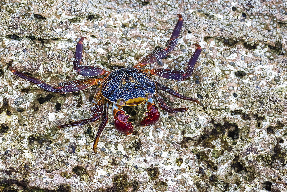 Adult Sally Lightfoot crab (Grapsus grapsus) at low tide on Punta Colorado, Isla San Jose, Baja California Sur, Mexico, North America