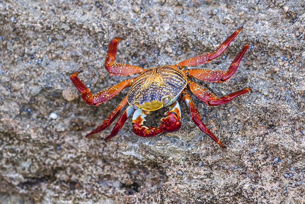 Adult Sally Lightfoot crab (Grapsus grapsus) at low tide on Punta Colorado, Isla San Jose, Baja California Sur, Mexico, North America