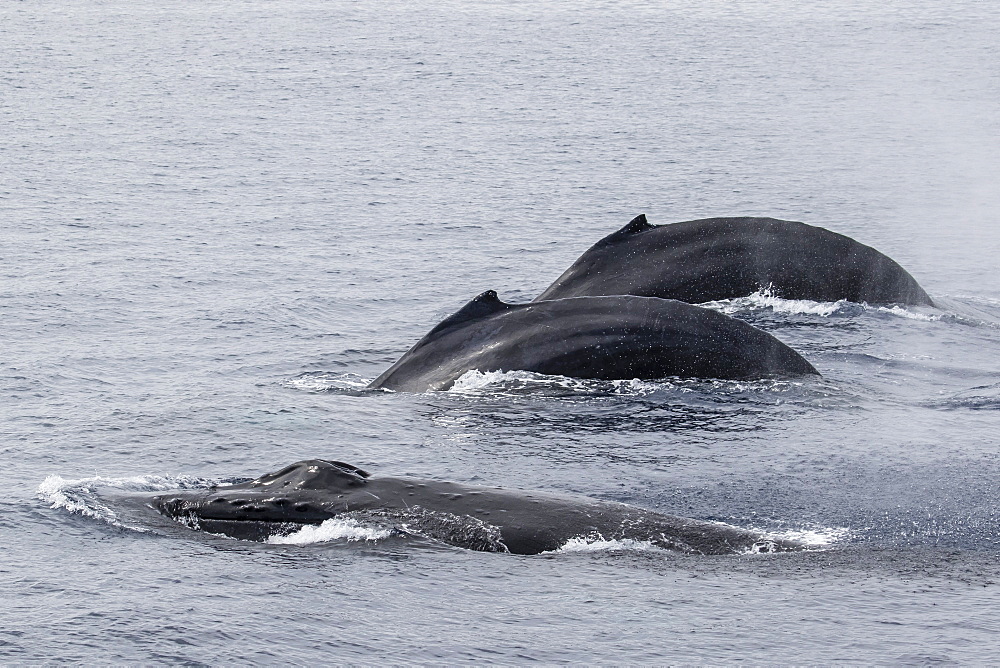 Adult male humpback whales (Megaptera novaeangliae) compete for a female in esterus, San Jose del Cabo, Baja California Sur, Mexico, North America