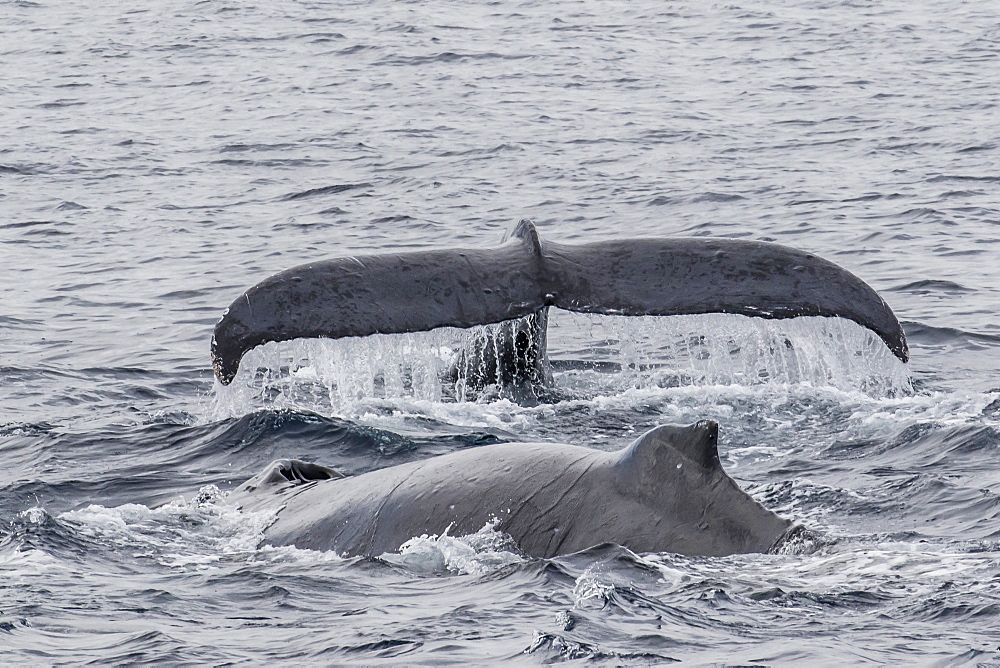 Adult male humpback whales (Megaptera novaeangliae) compete for a female in esterus, San Jose del Cabo, Baja California Sur, Mexico, North America