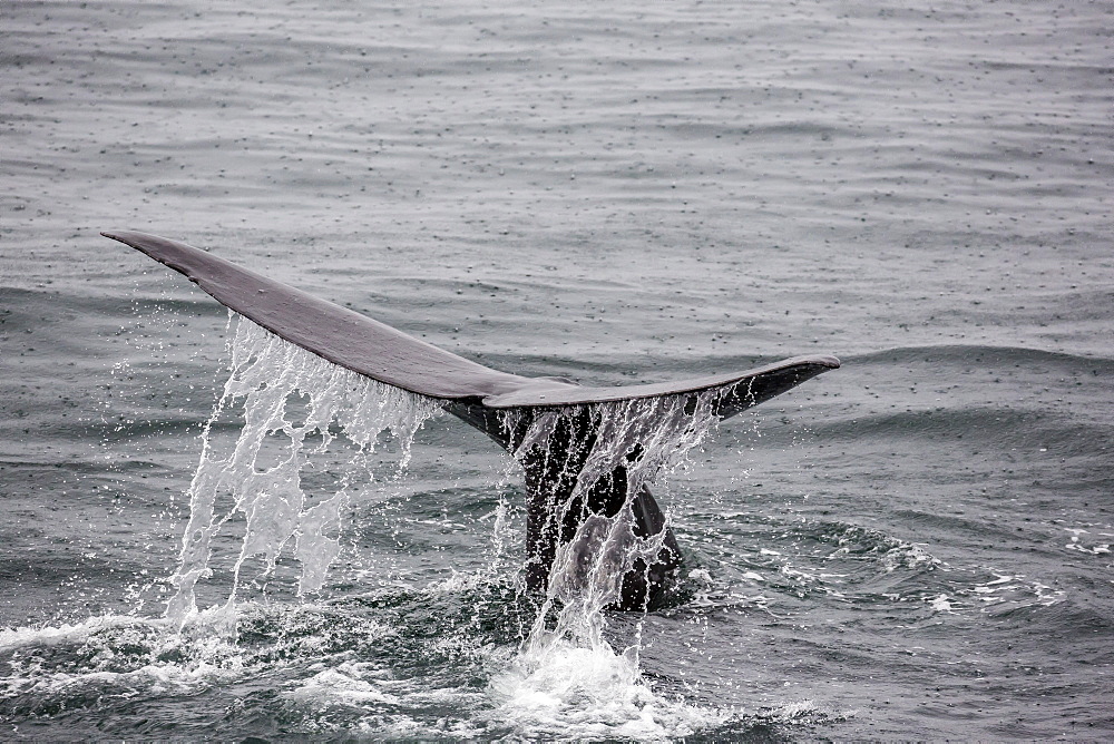 Adult sperm whale (Physeter macrocephalus) flukes-up dive near Isla San Pedro Martir, Baja California, Mexico, North America