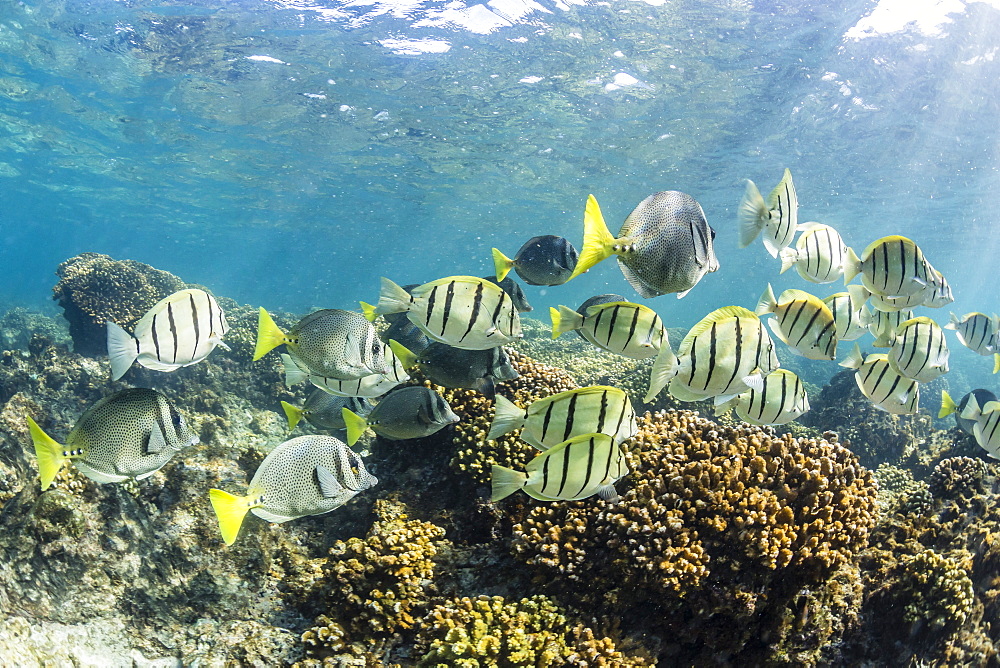 A large school of convict tang (Acanthurus triostegus) on the only living reef in the Sea of Cortez, Cabo Pulmo, Baja California Sur, Mexico, North America