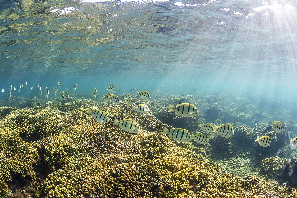 A large school of convict tang (Acanthurus triostegus) on the only living reef in the Sea of Cortez, Cabo Pulmo, Baja California Sur, Mexico, North America