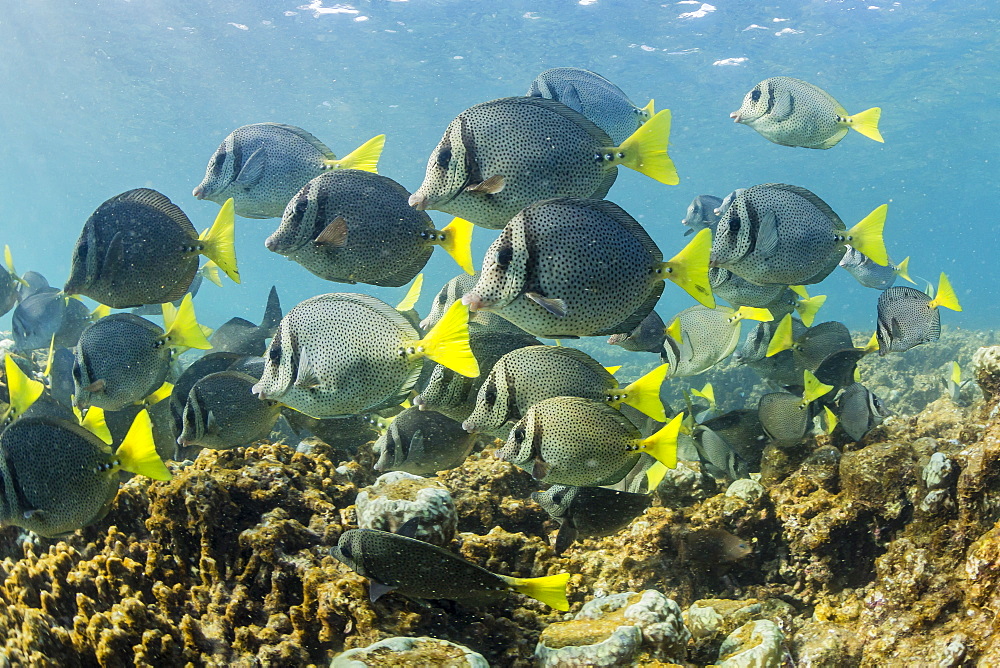 A large school of yellowtail surgeonfish (Prionurus punctatus) on the only living reef in the Sea of Cortez, Cabo Pulmo, Baja California Sur, Mexico, North America