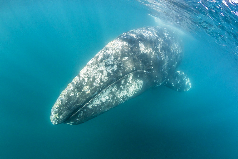 California gray whale (Eschrichtius robustus) mother underwater in San Ignacio Lagoon, Baja California Sur, Mexico, North America