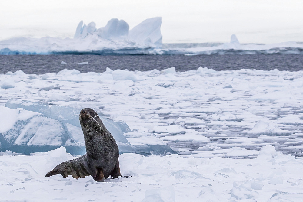 Adult bull Antarctic fur seal (Arctocephalus gazella), hauled out on first year sea ice in the Weddell Sea, Antarctica, Polar Regions