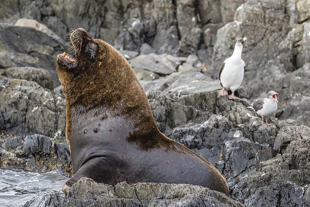 South American sea lion bull (Otaria flavescens) at breeding colony just outside Ushuaia, Beagle Channel, Argentina, South America