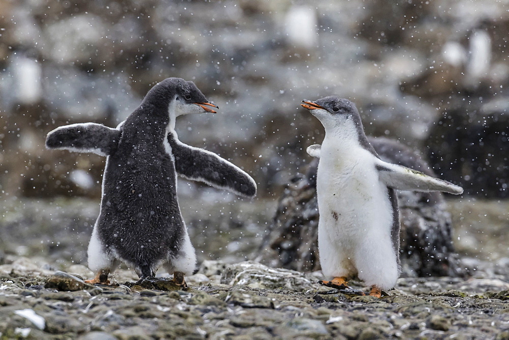 Gentoo penguin chicks (Pygoscelis papua) in ecstatic display at Brown Bluff, Antarctica, Polar Regions