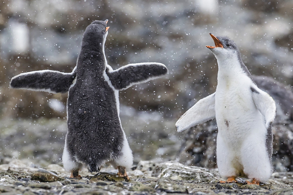 Gentoo penguin chicks (Pygoscelis papua) in ecstatic display at Brown Bluff, Antarctica, Polar Regions