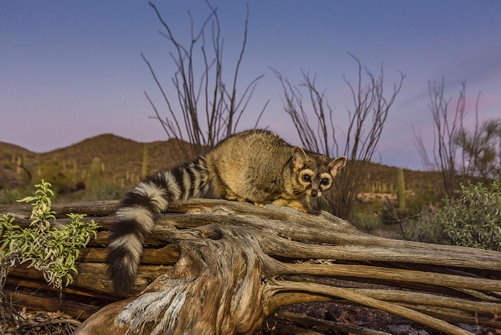 Captive ringtail (Bassariscus astutus) at sunset, Arizona Sonora Desert Museum, Tucson, Arizona, United States of America, North America