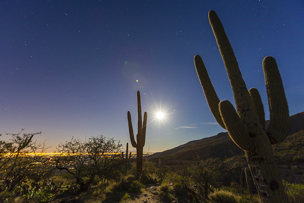 Giant saguaro cactus (Carnegiea gigantea), under full moon in the Catalina Mountains, Tucson, Arizona, United States of America, North America