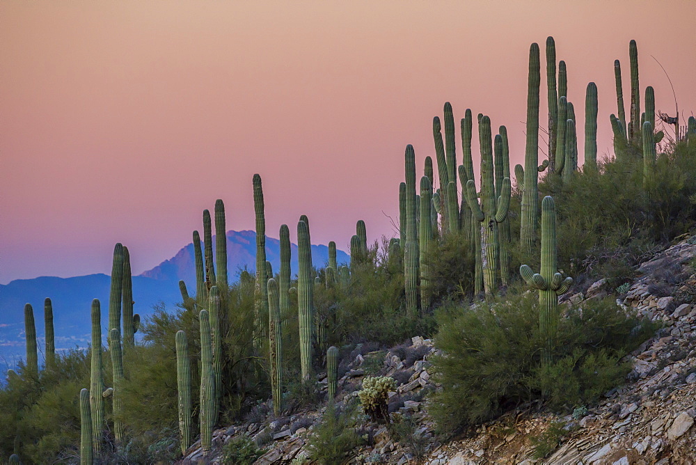 Giant saguaro cactus (Carnegiea gigantea), under full moon in the Catalina Mountains, Tucson, Arizona, United States of America, North America