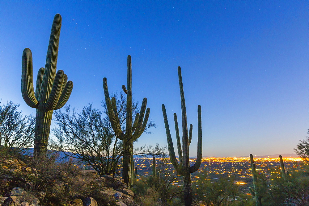 Giant saguaro cactus (Carnegiea gigantea), under stars in the pre-dawn light, Santa Catalina Mountains, Tucson, Arizona, United States of America, North America