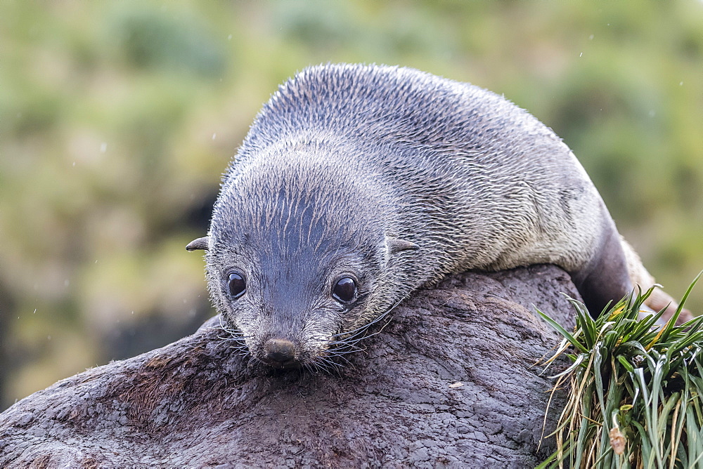 A young Antarctic fur seal (Arctocephalus gazella) on tussac grass in Cooper Bay, South Georgia, Polar Regions