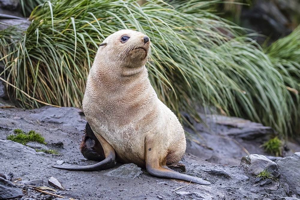 A young leucistic Antarctic fur seal (Arctocephalus gazella), blond due to lack of melanin, Cooper Bay, South Georgia, Polar Regions