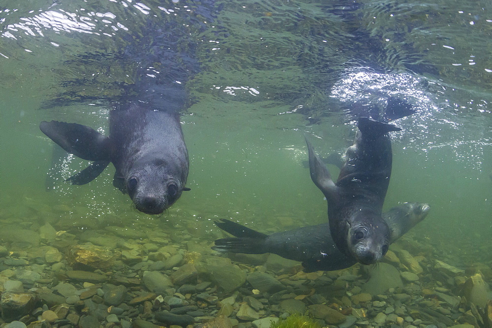 Curious Antarctica fur seal pups (Arctocephalus gazella), underwater in Husvik Bay, South Georgia, UK Overseas Protectorate, Polar Regions