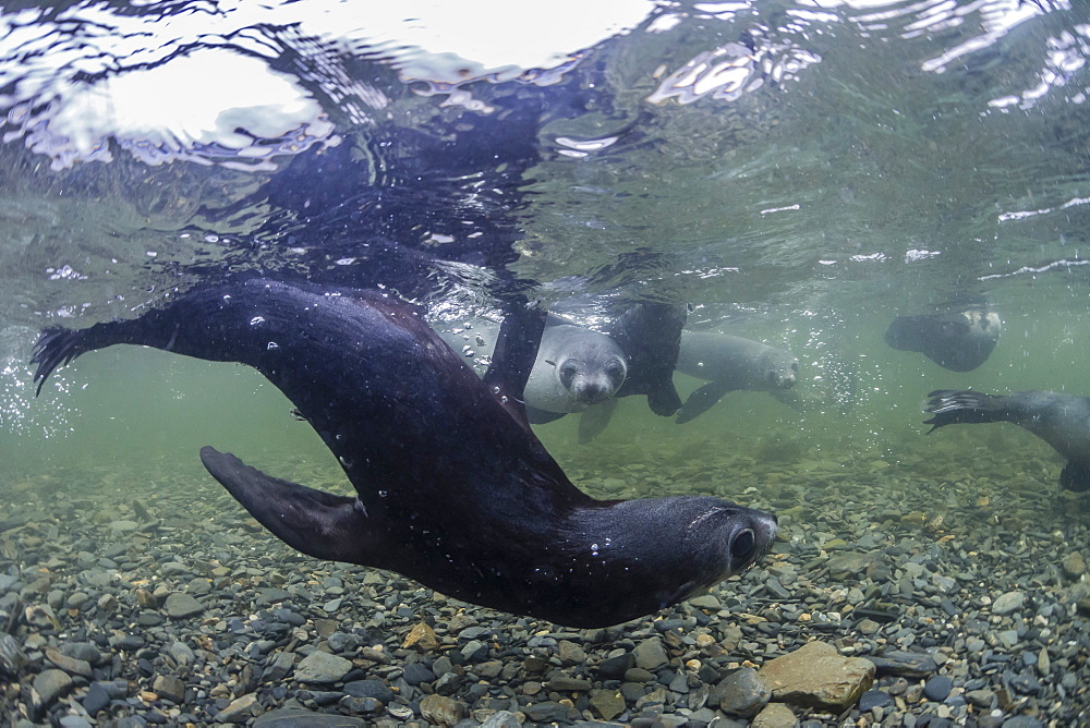 Curious Antarctica fur seal pups (Arctocephalus gazella), underwater in Husvik Bay, South Georgia, UK Overseas Protectorate, Polar Regions