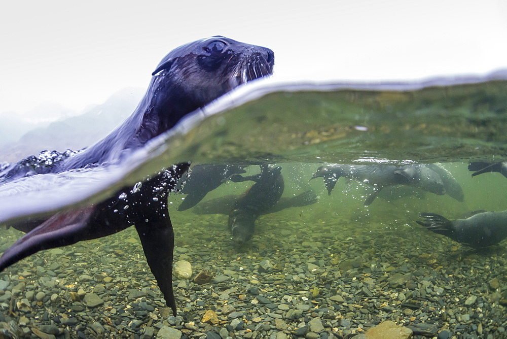 Antarctica fur seal pup (Arctocephalus gazella), above and below underwater in Husvik Bay, South Georgia, Polar Regions