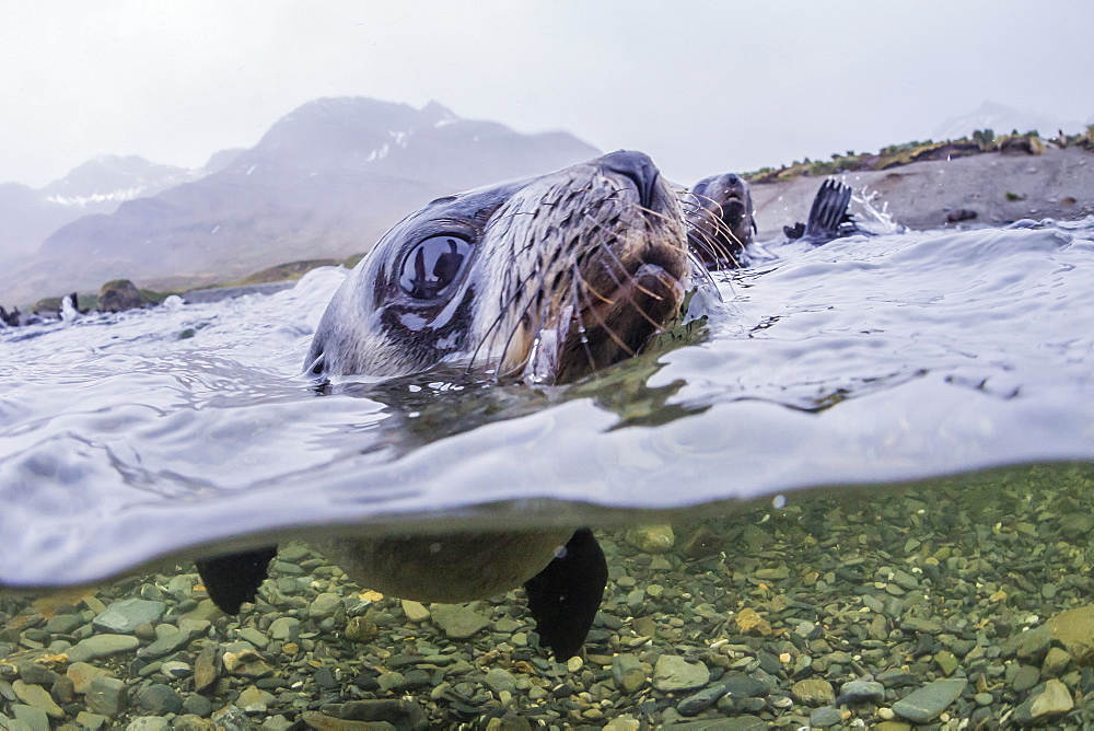 Antarctica fur seal pup (Arctocephalus gazella), above and below underwater in Husvik Bay, South Georgia, Polar Regions