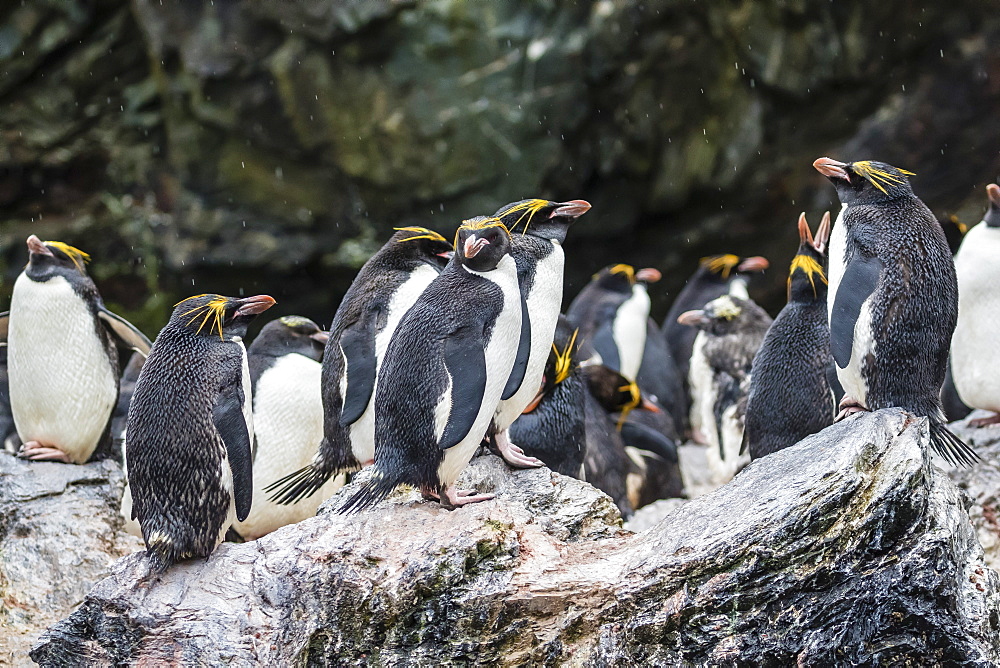 Macaroni penguin (Eudyptes chrysolophus) breeding colony in Cooper Bay, South Georgia, UK Overseas Protectorate, Polar Regions