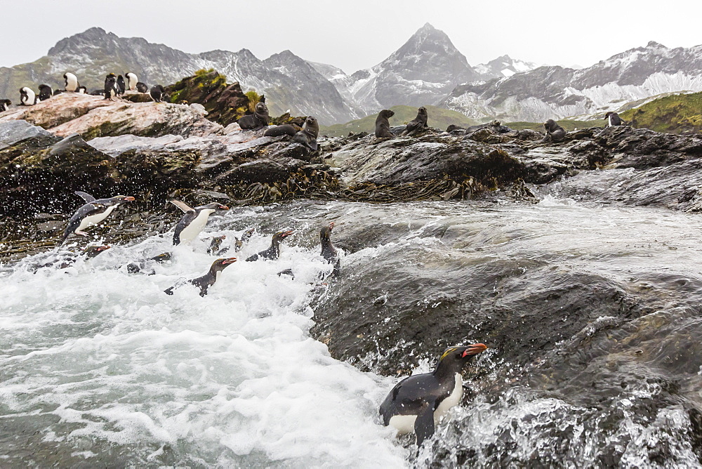 Macaroni penguins (Eudyptes chrysolophus) returning to breeding colony in Cooper Bay, South Georgia, Polar Regions