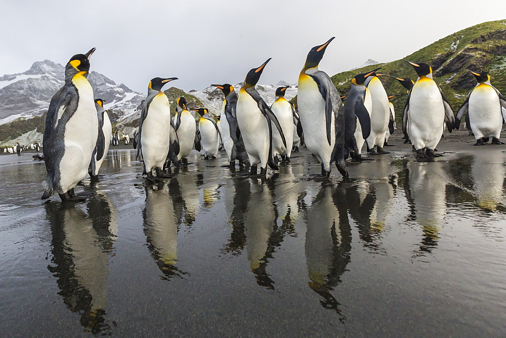 King penguins (Aptenodytes patagonicus) on the beach at Gold Harbour, South Georgia, Polar Regions