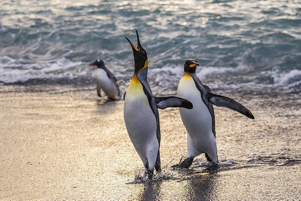 King penguins (Aptenodytes patagonicus) returning from the sea at Gold Harbour, South Georgia, Polar Regions