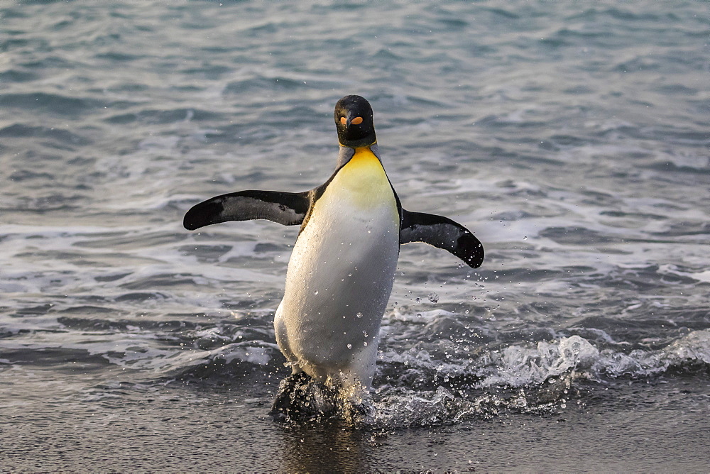 King penguin (Aptenodytes patagonicus) returning from the sea at Gold Harbour, South Georgia, Polar Regions